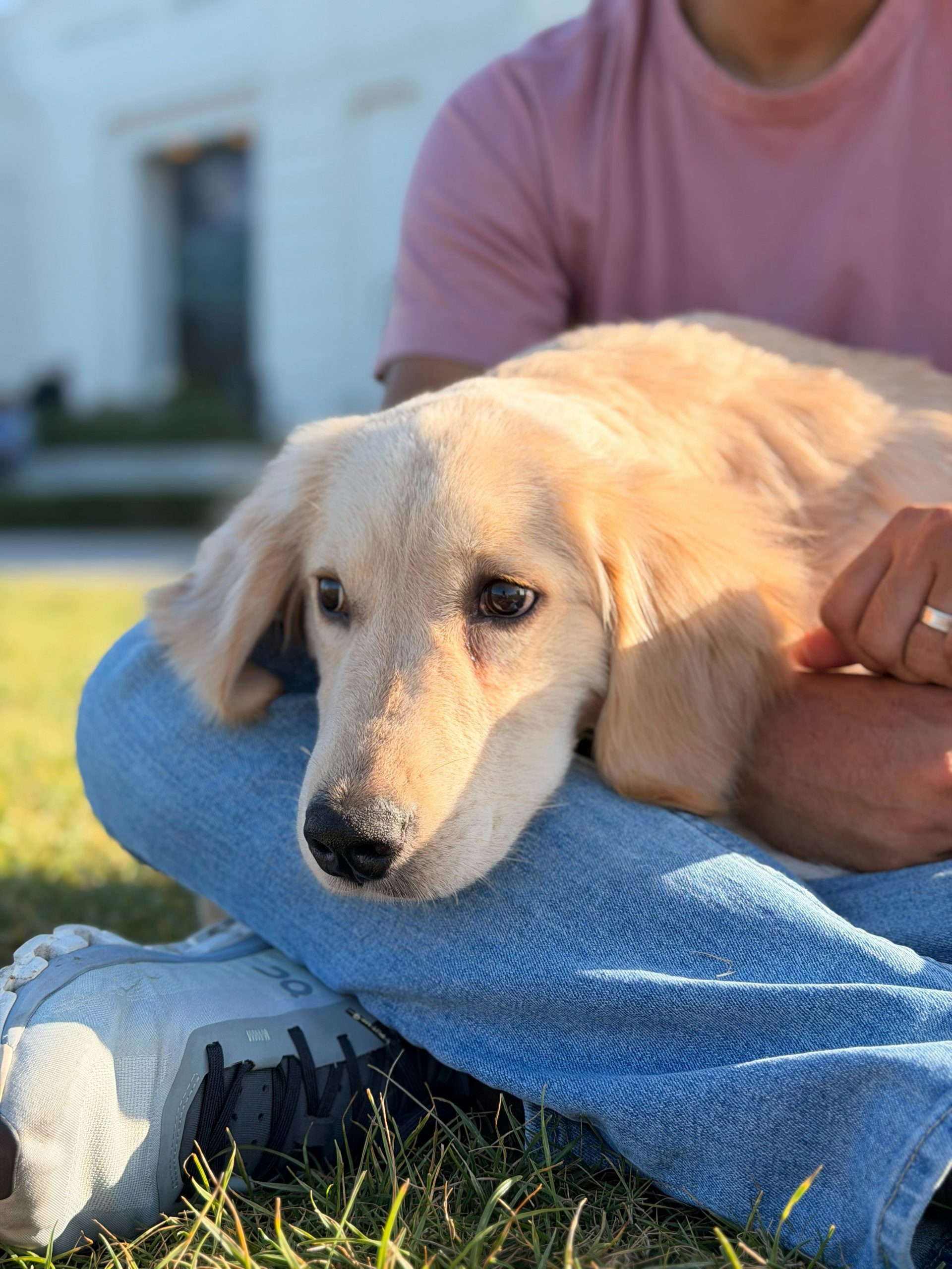 A golden retriever resting its head on its owner's lap