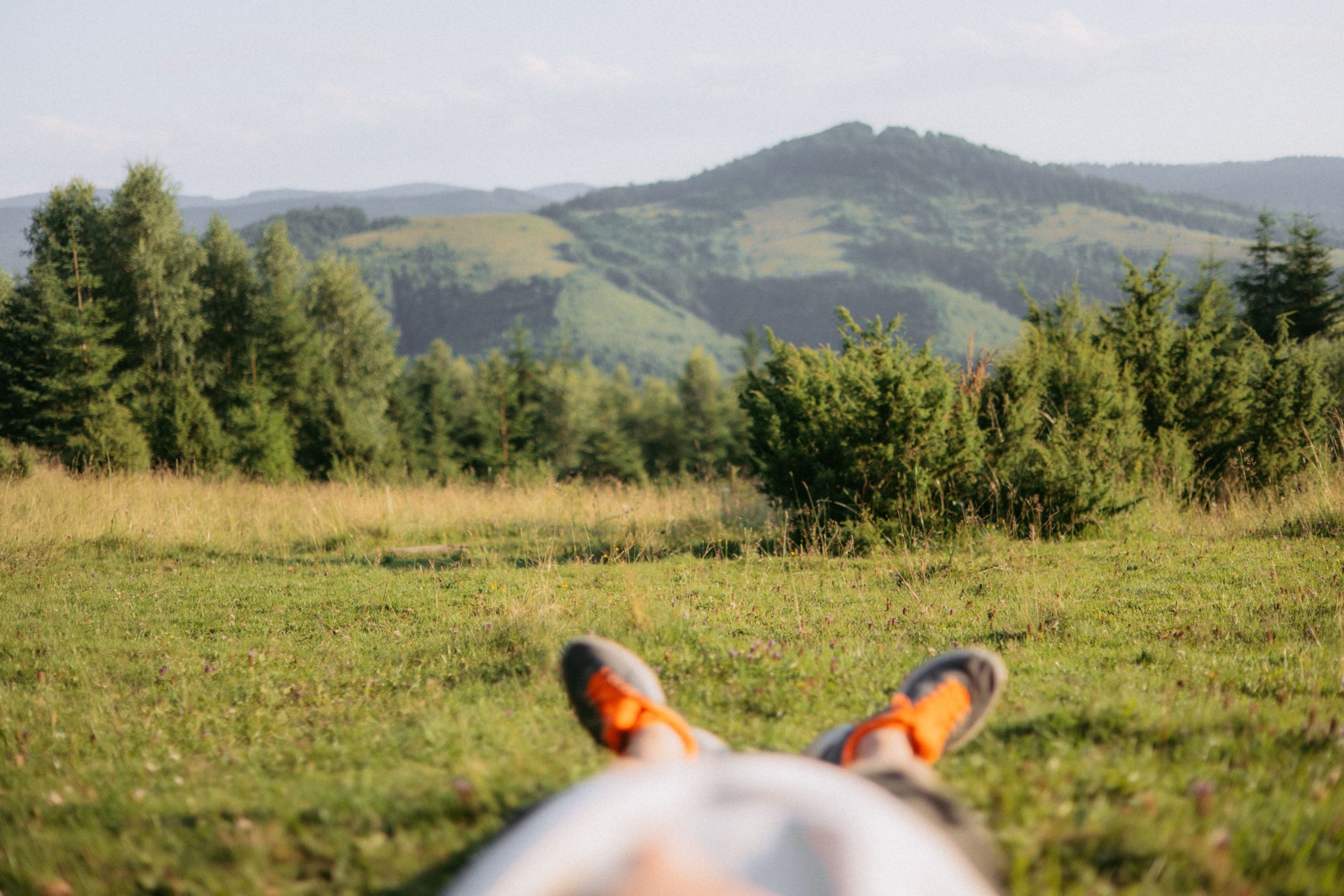 A green meadow and forested hills, with a dog's ears in the foreground