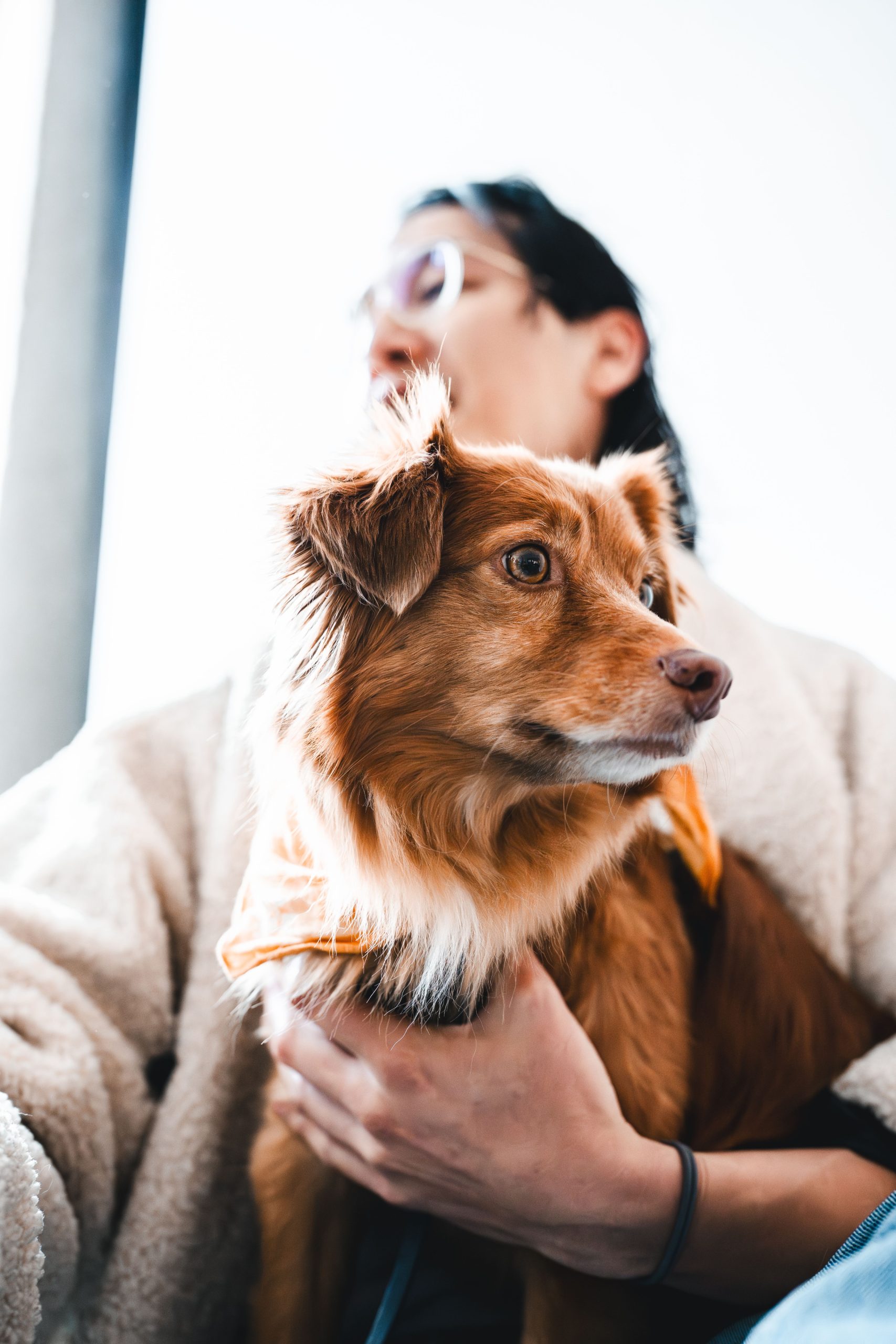 A person holding a ginger-and-white dog wearing an orange bandana