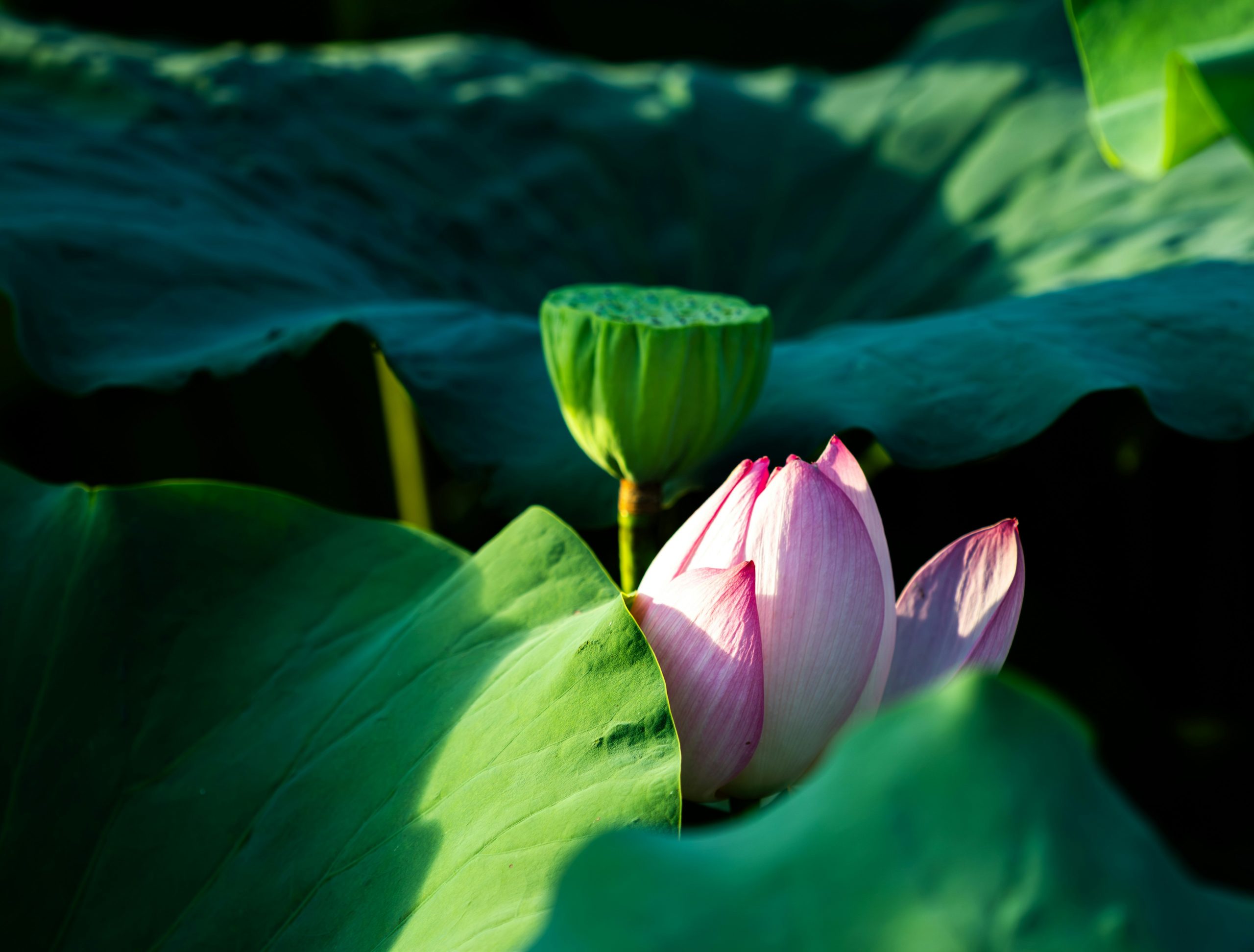 A lotus flower blooming